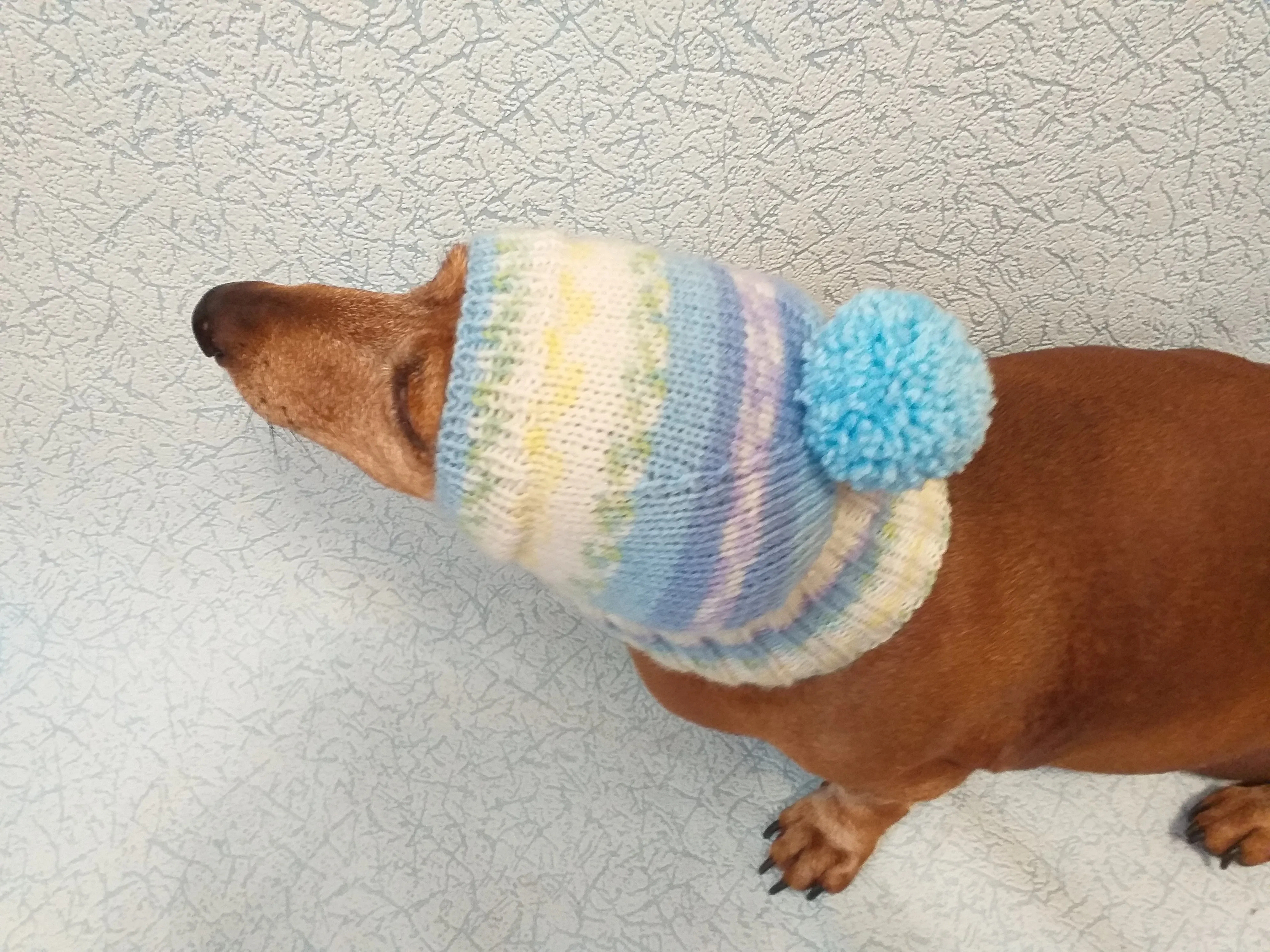 Warm hat for dog or cat, hat for dog, hat for small dog, hat for dachshund