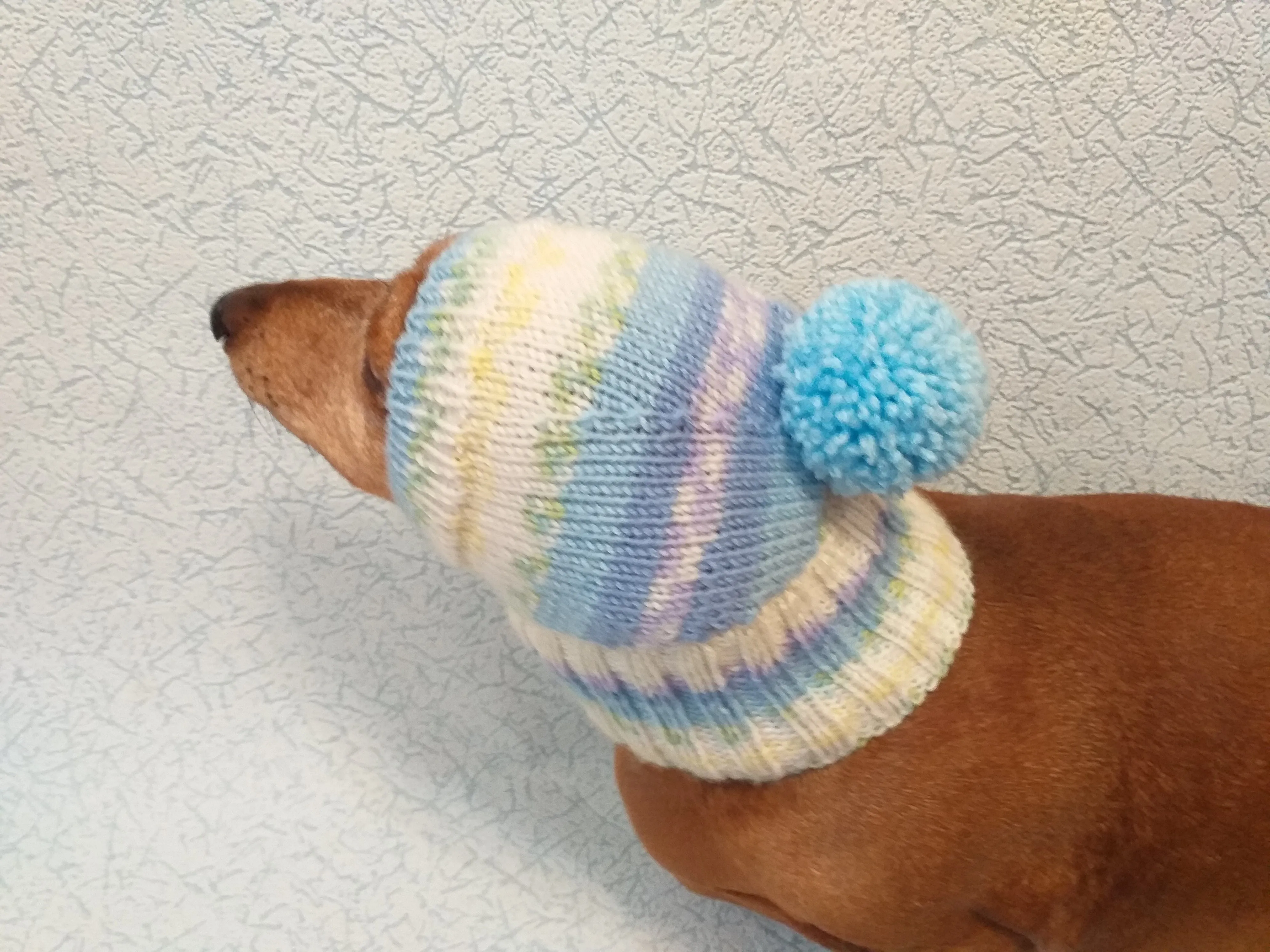 Warm hat for dog or cat, hat for dog, hat for small dog, hat for dachshund