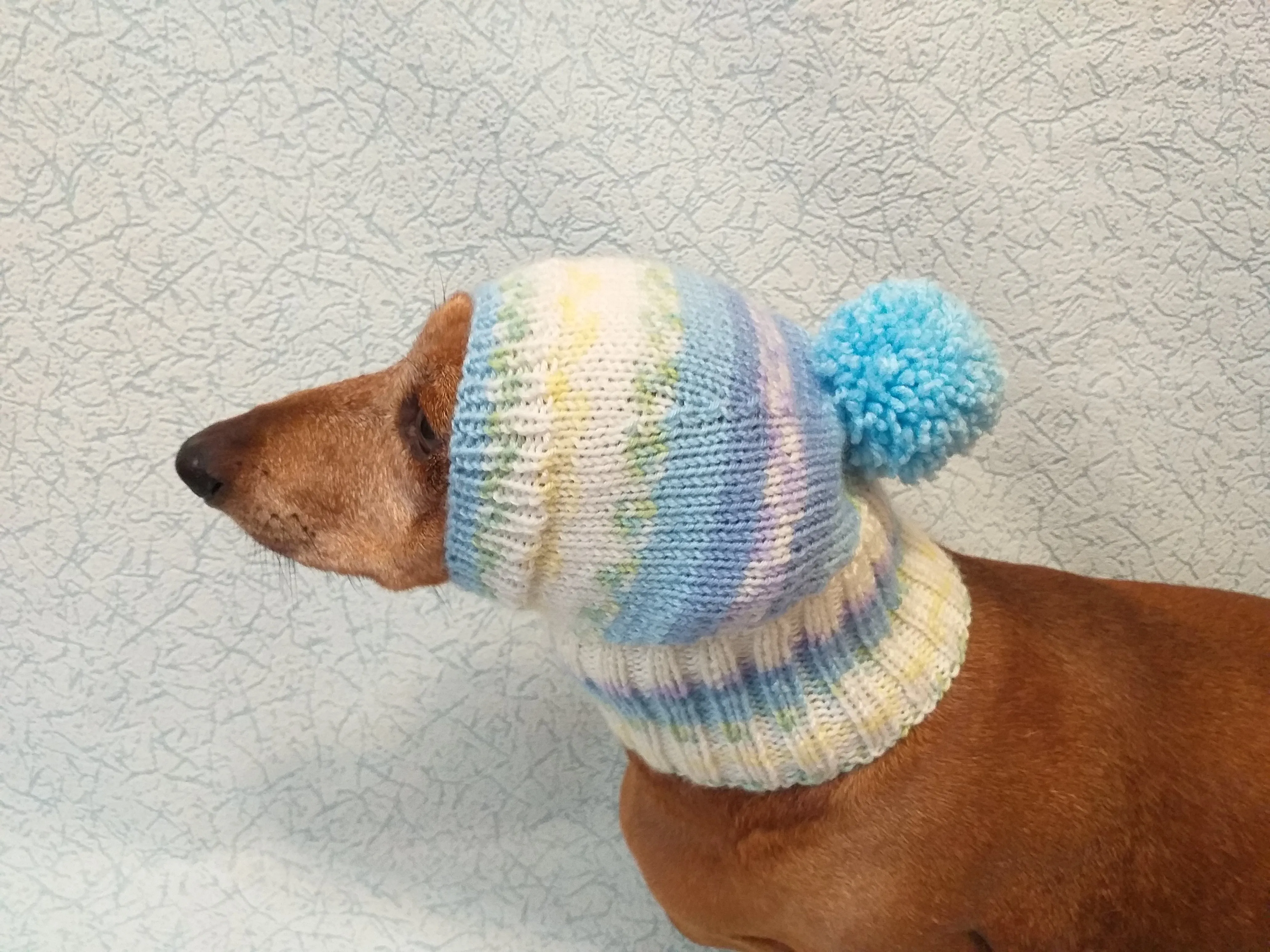 Warm hat for dog or cat, hat for dog, hat for small dog, hat for dachshund