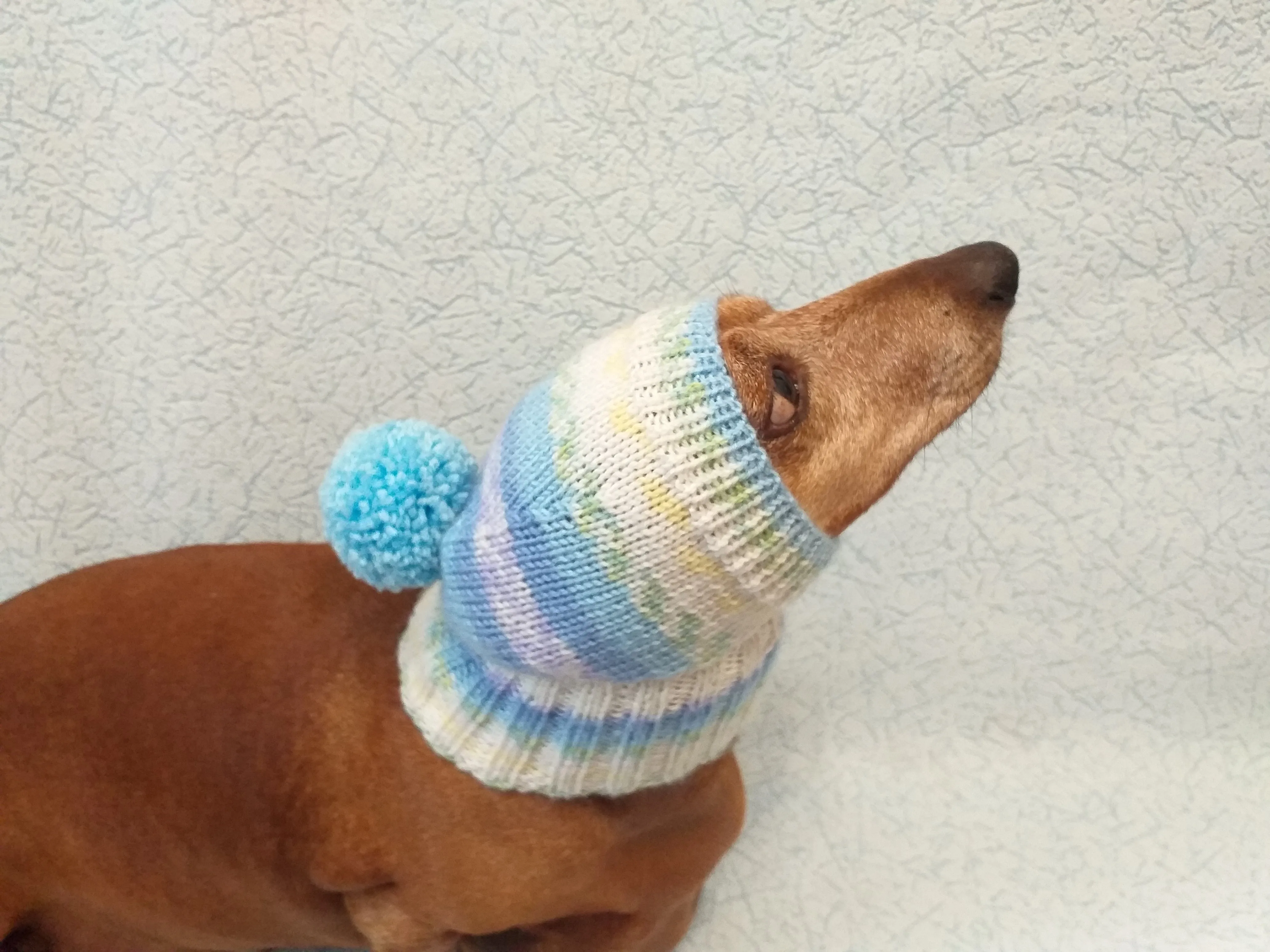 Warm hat for dog or cat, hat for dog, hat for small dog, hat for dachshund