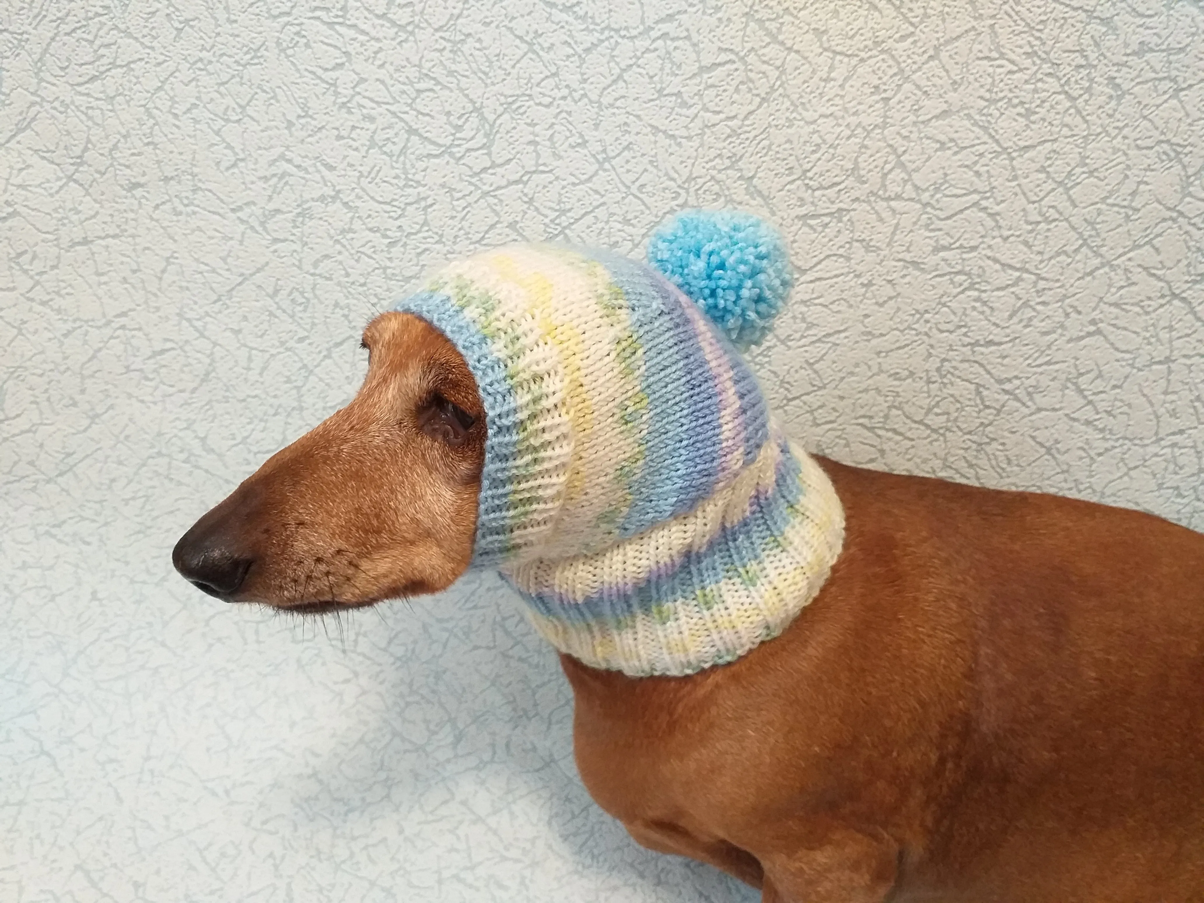 Warm hat for dog or cat, hat for dog, hat for small dog, hat for dachshund