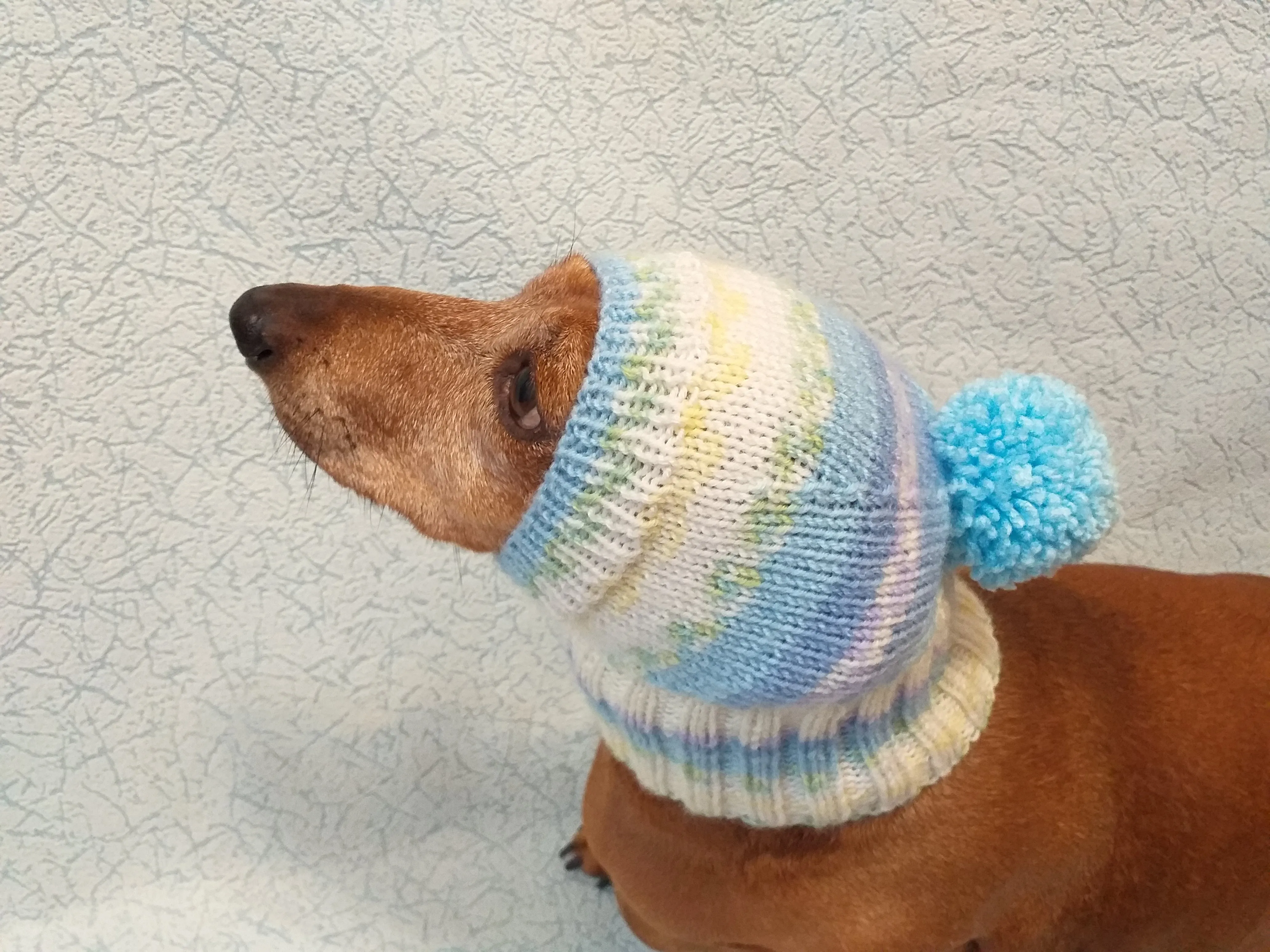 Warm hat for dog or cat, hat for dog, hat for small dog, hat for dachshund