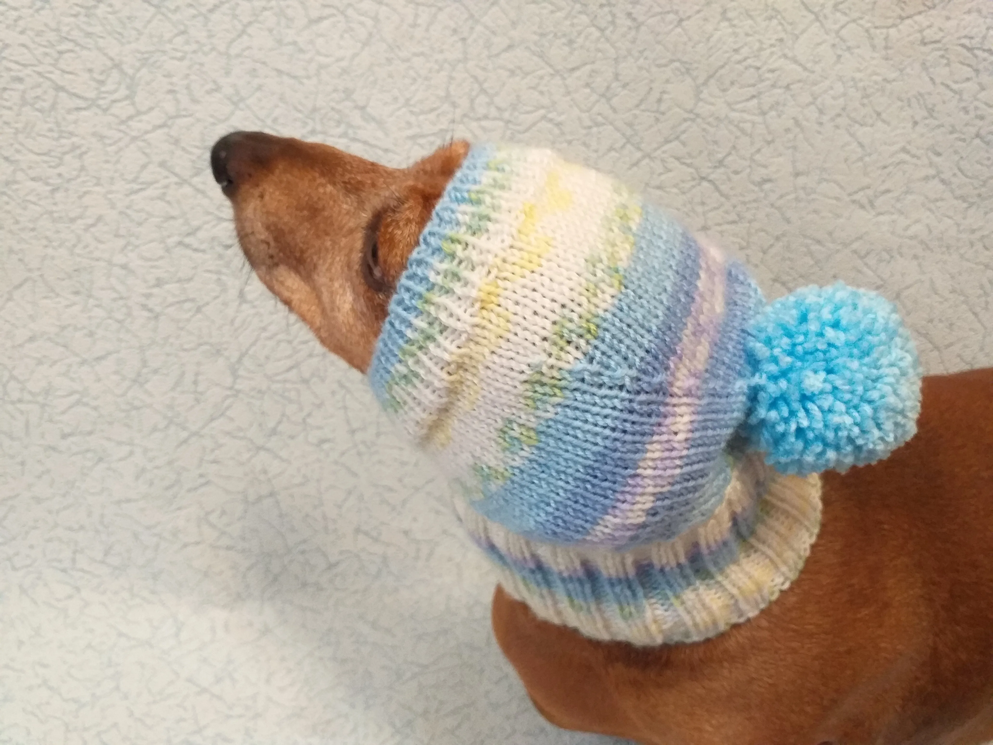 Warm hat for dog or cat, hat for dog, hat for small dog, hat for dachshund